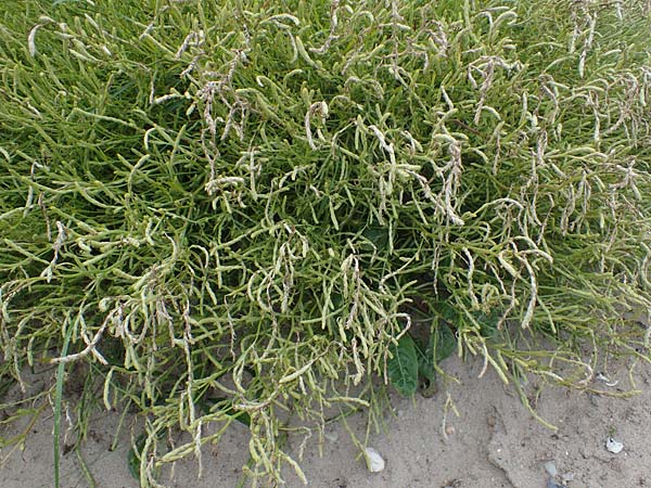 Corispermum leptopterum \ Schmalfl�geliger Wanzensame / Bugseed, D Hohwacht 13.9.2021