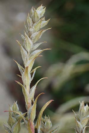 Corispermum leptopterum \ Schmalfl�geliger Wanzensame / Bugseed, D Hohwacht 13.9.2021