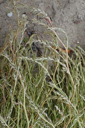 Corispermum leptopterum \ Schmalfl�geliger Wanzensame / Bugseed, D Hohwacht 13.9.2021