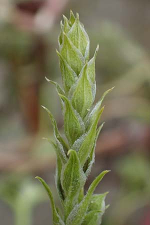 Corispermum leptopterum \ Schmalfl�geliger Wanzensame / Bugseed, D Hohwacht 13.9.2021
