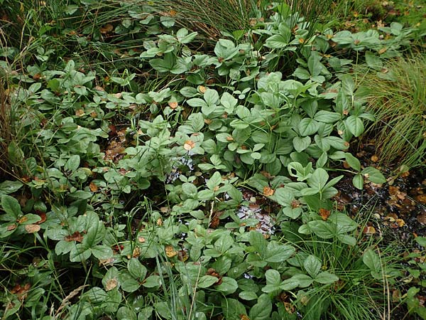 Menyanthes trifoliata \ Fieberklee / Bogbean, D Neum&uuml;nster, Dosenmoor 16.9.2021