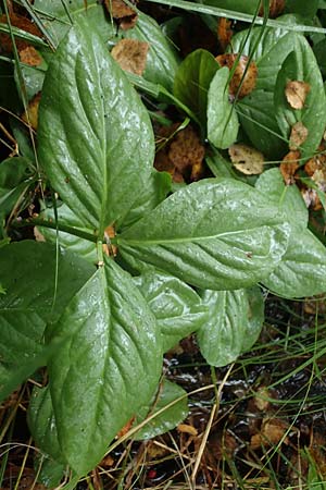 Menyanthes trifoliata \ Fieberklee / Bogbean, D Neum&uuml;nster, Dosenmoor 16.9.2021