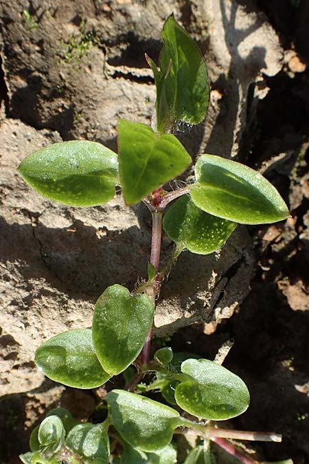 Stellaria aquatica \ Wassermiere, Wasserdarm / Water Checkweed, D Bahlingen am Kaiserstuhl 24.9.2021