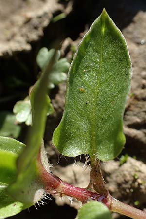 Stellaria aquatica \ Wassermiere, Wasserdarm / Water Checkweed, D Bahlingen am Kaiserstuhl 24.9.2021