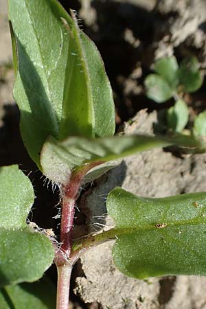 Stellaria aquatica \ Wassermiere, Wasserdarm / Water Checkweed, D Bahlingen am Kaiserstuhl 24.9.2021