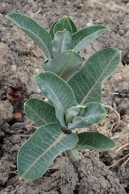 Asclepias syriaca \ Gew�hnliche Seidenpflanze / Purple Silkweed, D Rauenberg 29.5.2022