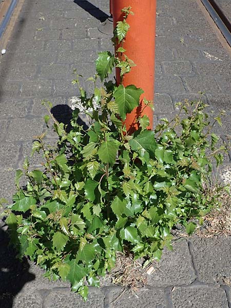 Betula pendula \ Gew�hnliche Birke, H�nge-Birke / Silver Birch, D Frankfurt 30.5.2023