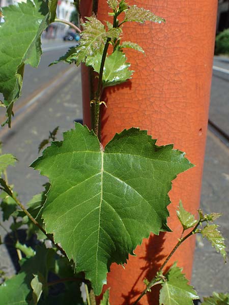 Betula pendula \ Gew�hnliche Birke, H�nge-Birke / Silver Birch, D Frankfurt 30.5.2023