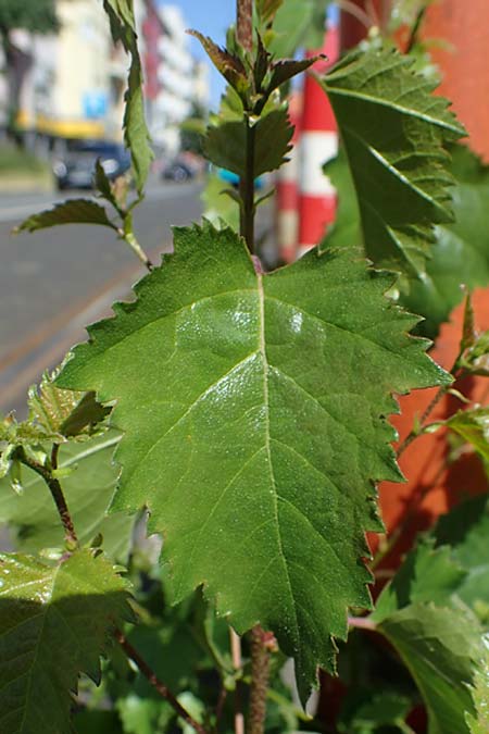 Betula pendula \ Gew�hnliche Birke, H�nge-Birke / Silver Birch, D Frankfurt 30.5.2023