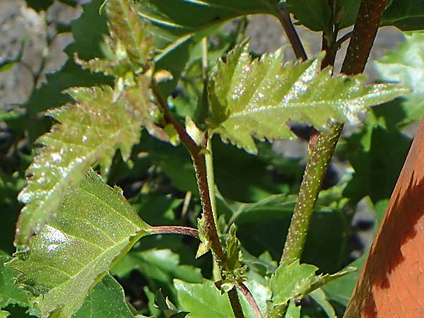 Betula pendula \ Gew�hnliche Birke, H�nge-Birke / Silver Birch, D Frankfurt 30.5.2023
