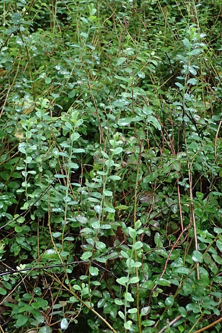 Vaccinium vitis-idaea \ Preiselbeere / Cowberry, Lingonberry, D Borken 2.8.2023
