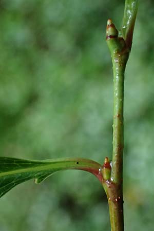 Vaccinium vitis-idaea \ Preiselbeere / Cowberry, Lingonberry, D Borken 2.8.2023