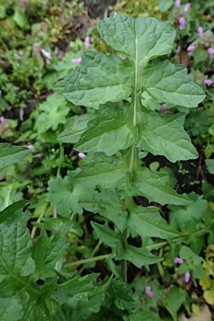 Sisymbrium officinale \ Weg-Rauke / Hedge Mustard, D Mannheim 1.4.2024
