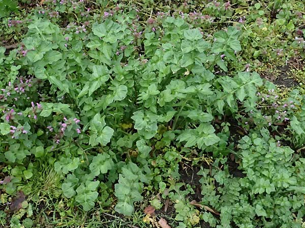 Sisymbrium officinale \ Weg-Rauke / Hedge Mustard, D Mannheim 1.4.2024