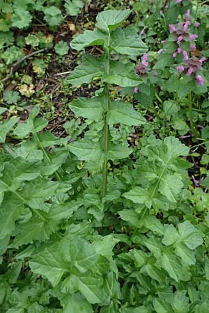Sisymbrium officinale \ Weg-Rauke / Hedge Mustard, D Mannheim 1.4.2024