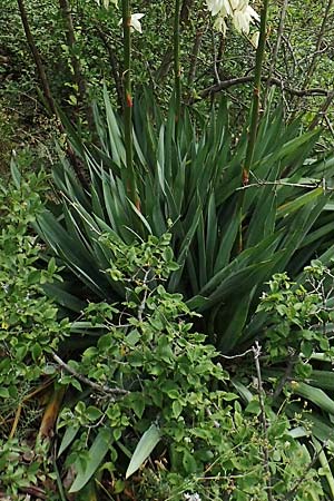 Yucca filamentosa \ F&auml;dige Palmlilie / Narrow-Leaf Yucca, D Kaiserstuhl,  Badberg 25.6.2018
