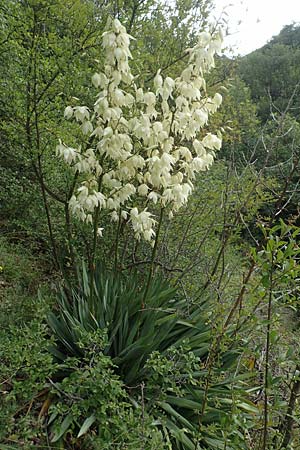 Yucca filamentosa \ F&auml;dige Palmlilie / Narrow-Leaf Yucca, D Kaiserstuhl,  Badberg 25.6.2018