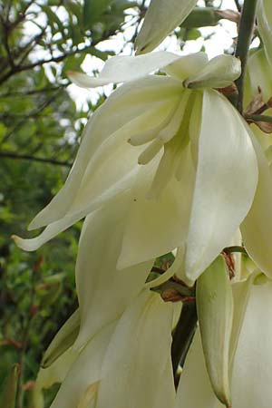 Yucca filamentosa \ F&auml;dige Palmlilie / Narrow-Leaf Yucca, D Kaiserstuhl,  Badberg 25.6.2018