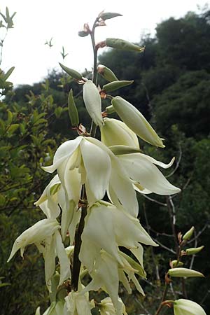 Yucca filamentosa \ F&auml;dige Palmlilie / Narrow-Leaf Yucca, D Kaiserstuhl,  Badberg 25.6.2018