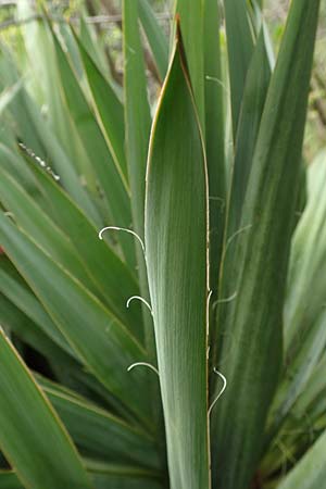 Yucca filamentosa \ F&auml;dige Palmlilie / Narrow-Leaf Yucca, D Kaiserstuhl,  Badberg 25.6.2018