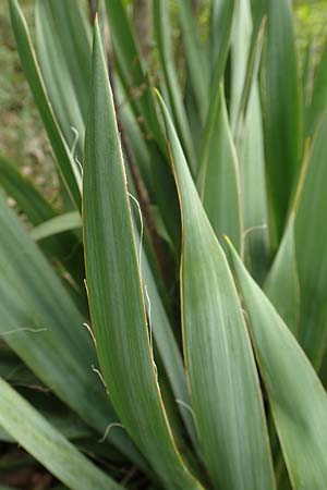 Yucca filamentosa \ F&auml;dige Palmlilie / Narrow-Leaf Yucca, D Kaiserstuhl,  Badberg 25.6.2018