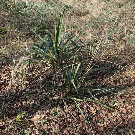 Yucca gloriosa ? \ Kerzen-Palmlilie / Spanish Dagger, D Mannheim-Pfingstberg 21.2.2018