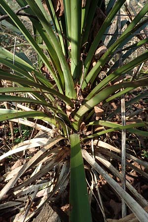Yucca gloriosa ? \ Kerzen-Palmlilie / Spanish Dagger, D Mannheim-Pfingstberg 21.2.2018