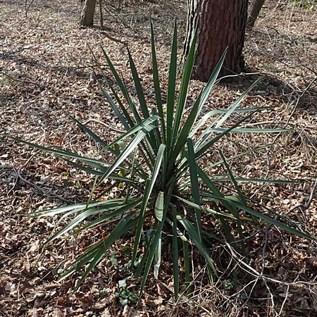 Yucca gloriosa ? \ Kerzen-Palmlilie / Spanish Dagger, D Mannheim-Pfingstberg 21.2.2018