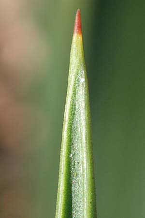 Yucca gloriosa ? \ Kerzen-Palmlilie / Spanish Dagger, D Mannheim-Pfingstberg 21.2.2018