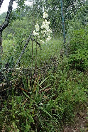 Yucca filamentosa \ F&auml;dige Palmlilie / Narrow-Leaf Yucca, D Seeheim an der Bergstra&szlig;e 9.7.2021