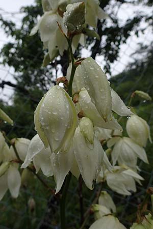 Yucca filamentosa \ F&auml;dige Palmlilie / Narrow-Leaf Yucca, D Seeheim an der Bergstra&szlig;e 9.7.2021