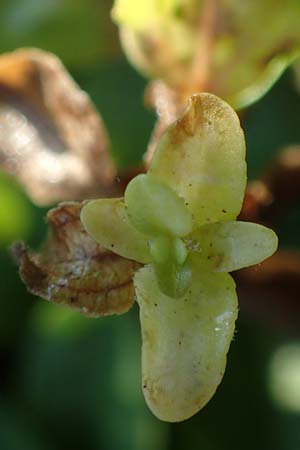 Veronica serpyllifolia \ Quendelbl�ttriger Ehrenpreis, Thymian-Ehrenpreis / Thyme-Leaved Speedwell, D Bahlingen am Kaiserstuhl 24.9.2021