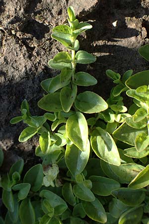 Veronica serpyllifolia \ Quendelbl�ttriger Ehrenpreis, Thymian-Ehrenpreis / Thyme-Leaved Speedwell, D Bahlingen am Kaiserstuhl 24.9.2021