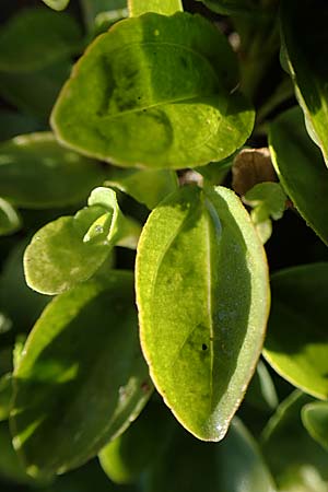 Veronica serpyllifolia \ Quendelbl�ttriger Ehrenpreis, Thymian-Ehrenpreis / Thyme-Leaved Speedwell, D Bahlingen am Kaiserstuhl 24.9.2021