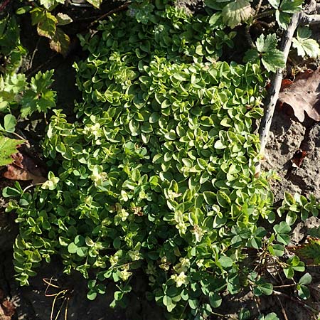 Veronica serpyllifolia \ Quendelbl�ttriger Ehrenpreis, Thymian-Ehrenpreis / Thyme-Leaved Speedwell, D Bahlingen am Kaiserstuhl 24.9.2021