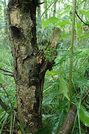 Prunus serotina \ Sp�te Traubenkirsche / Rum Drupes, D Borken 2.8.2023