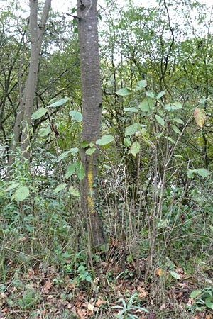 Prunus avium subsp. avium \ Vogel-Kirsche, Wild-Kirsche / Wild Cherry, D Ketsch 7.10.2015