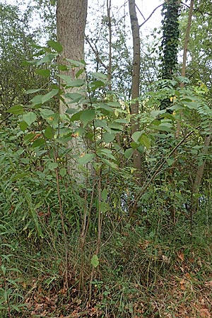 Prunus avium subsp. avium \ Vogel-Kirsche, Wild-Kirsche / Wild Cherry, D Ketsch 7.10.2015