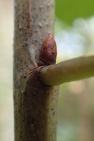 Prunus avium subsp. avium \ Vogel-Kirsche, Wild-Kirsche / Wild Cherry, D Ketsch 7.10.2015
