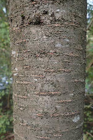 Prunus avium subsp. avium \ Vogel-Kirsche, Wild-Kirsche / Wild Cherry, D Ketsch 7.10.2015