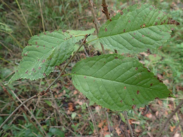 Prunus avium subsp. avium \ Vogel-Kirsche, Wild-Kirsche / Wild Cherry, D Ketsch 7.10.2015