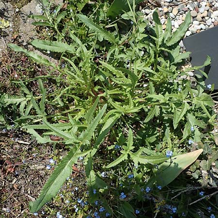 Papaver rhoeas \ Klatsch-Mohn / Common Poppy, D Kehl 17.4.2021