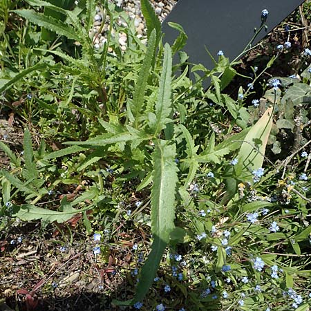 Papaver rhoeas \ Klatsch-Mohn / Common Poppy, D Kehl 17.4.2021