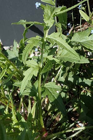 Papaver rhoeas \ Klatsch-Mohn / Common Poppy, D Kehl 17.4.2021