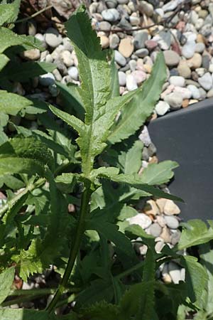 Papaver rhoeas \ Klatsch-Mohn / Common Poppy, D Kehl 17.4.2021
