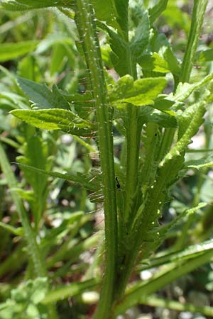 Papaver rhoeas \ Klatsch-Mohn / Common Poppy, D Kehl 17.4.2021