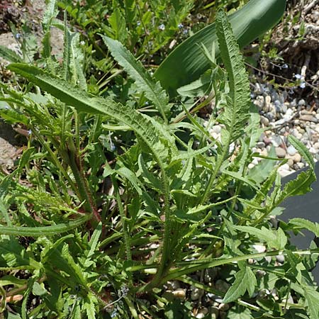 Papaver rhoeas \ Klatsch-Mohn / Common Poppy, D Kehl 17.4.2021