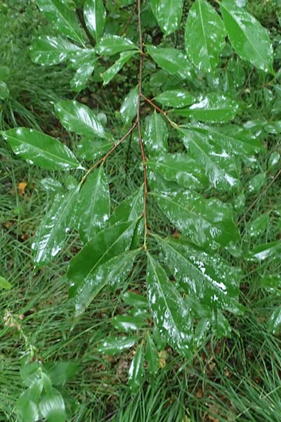 Prunus serotina \ Sp�te Traubenkirsche / Rum Drupes, D Borken 2.8.2023