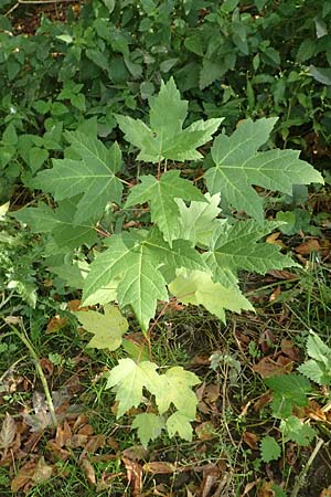 Acer saccharinum \ Silber-Ahorn / Silver Maple, D Mannheim 1.10.2017