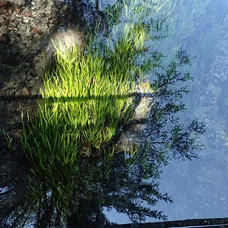 Zannichellia palustris \ Teichfaden / Horned Pondweed, D Ohlstadt 14.8.2024